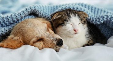 AXA Sigorta’yla Evcil Dostlarımız da Koruma Altında