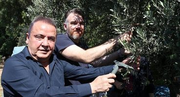 Başkan Böcek: Her ne olursa olsun her bir zeytin ağacımıza sahip çıkmaya devam edeceğiz