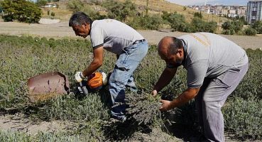 Keçiören’de lavantalar hasat edildi