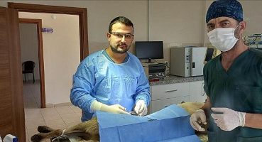 Veteriner Hekimlerle Sokak Hayvanları İçin İş Birliği Yapılıyor