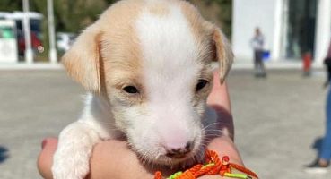 4 Ekim Hayvanları Koruma Günü Pako’da kutlandı