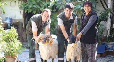 Aydın Büyükşehir Belediyesi Çine Çaparı ve Sakız Koçu Dağıtımına Devam Ediyor