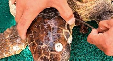 Halata Takılan Caretta Kurtarıldı