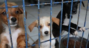 Hayvan Hakları Günü’nde can dostları unutmadılar