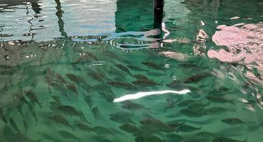 İzmit Körfezi için yeni kalkan yavruları üretildi