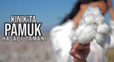 Kınık Bakırçay Ovası’nda Beyaz Altın Zamanı