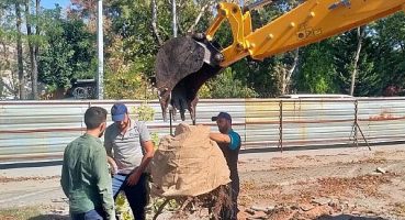 Kocaeli Büyükşehir’den örnek ağaç hassasiyeti
