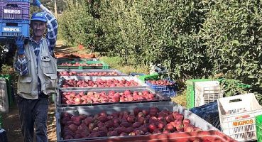 Migros Yerel Üreticilerden 12 Bin Ton Elma Alacak