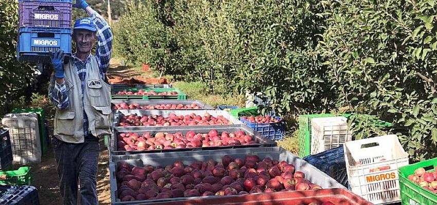 migros-yerel-ureticilerden-12-bin-ton-elma-alacak.jpg