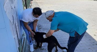 Mustafakemalpaşa Belediyesi’nden kuduz aşısı kampanyası
