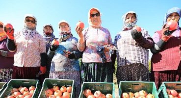 Nar Neşesi, Şen Tanesi Şenliği Bu Pazar Zeytinköy’de