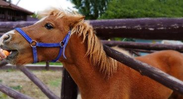 Sonbahar Geldi Doğal Yaşam Şenlendi