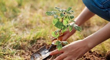 Sonbaharda bahçe bakımı nasıl yapılır