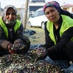 edremit-belediyesinin-zeytinleri-hasat-ediliyor.jpg
