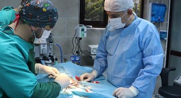 Kaza geçiren köpek hayata tekrar bağlandı