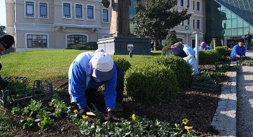 Osmangazi kış çiçekleri ile renklenecek