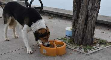 Sokaktaki canlar mamaya kolayca ulaşıyor