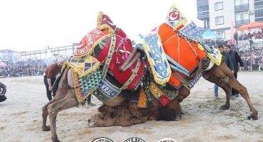 Burhaniye Belediyesi tarafından 18. Burhaniye Zeytin ve Zeytinyağı Hasat Festivali kapsamında düzenlenen Geleneksel Deve Güreşleri Yapıldı