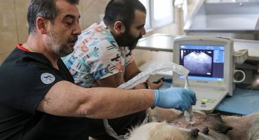 Çankaya Belediyesi Veteriner Hekim ve Teknikerleri Bilimin Işığıyla İlerliyor