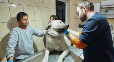 Depremzede köpek İzmir'de yaşayacak