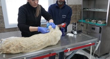 Menemen Belediyesi Depremzede Can Dostlara Sahip Çıktı