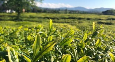 Lipton Doğu Karadeniz'de Çay Hasadına Başladı