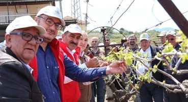 Türk üzümü dünya sofralarına kalıntısız ulaşıyor