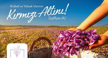 Türkiye'de bir ilk; safran üretim girişimi fonlanıyor
