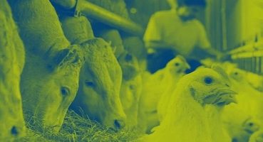 Hayvan Beslemenin Küresel Lideri Nutreco, 2022 Sürdürülebilirlik Raporu'nu Yayınladı