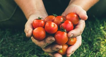 Rusya'ya domates ihracatında kota 500 bin tona çıktı