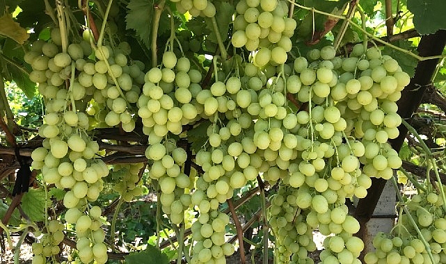 superior-seedless-cesidi-sofralik-uzumun-ihracat-yolculugu-basladi.jpg