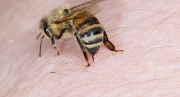 Arı sokmasında Adrenalin Otoenjektörü hayat kurtarıyor