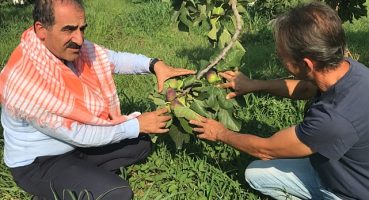 Taze incir ihracatı başladı