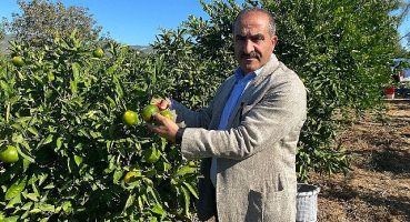 Satsuma mandalinanın ihracat yolculuğu 20 Ekim'de başlıyor