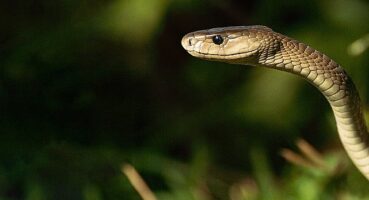 'Efsane Yılanlar Özel' 2 Mart Cumartesi 20.00'de National Geographic WILD Ekranlarında Başlıyor