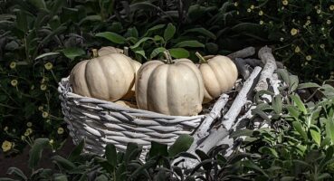 Hatay Beyaz Balkabağı, Metro Türkiye desteğiyle Coğrafi İşaret Tesciline Kavuştu