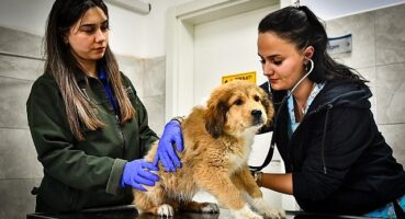 İzmir Büyükşehir Belediyesi Seyrek Sahipsiz Hayvan Hastanesi can dostlara yaşam veriyor