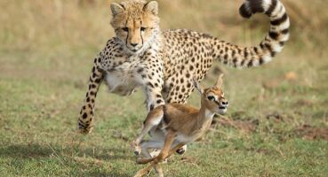 National Geographic NOW Seç-İzle Servisi Mart Ayında 'Yırtıcılar', 'Yılanlar', 'Tehlikeli Yollar' ve 'Mega Mühendislik'in En Heyecanlı Bölümleriyle Dikkat Çekiyor!