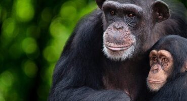 'Şempanzelerin Dünyası' 7 Şubat Çarşamba 20.00'de National Geographic WILD Ekranlarında başlıyor