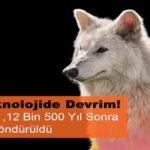 Nesli Tükenen Ulukurtlar 12 Bin Yıl Sonra Hayata Döndürüldü