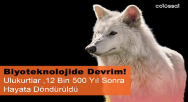 Nesli Tükenen Ulukurtlar 12 Bin Yıl Sonra Hayata Döndürüldü