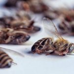 Pestisit Tehlikesi: Arıların Yok Oluşu Gıda Zincirini Çökertiyor!