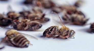 Pestisit Tehlikesi: Arıların Yok Oluşu Gıda Zincirini Çökertiyor!